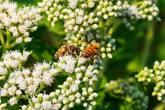 Two honey bees collecting pollen from white wildflowers at Coastal Maine Botanical Gardens