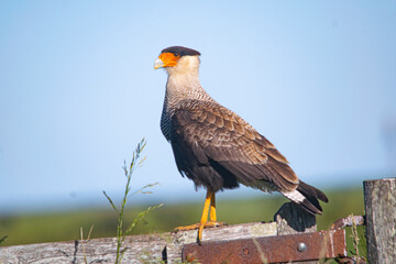 Crested caracara resting on a wiiden gate , in the field
