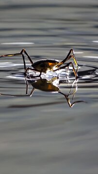 Water strider gliding effortlessly across calm water surface, generating delicate ripples while demonstrating unique hydrophobic leg movement in natural freshwater habitat