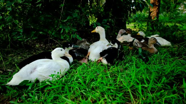Cage free young ducks or ducklings relaxing or resting in shadowy area under tree as animals have been raised from farm incubated eggs