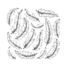 Botanical artistic feathers sketch illustration with detailed vein patterns creating a whimsical