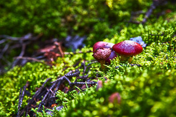 Red Mushroom Cluster Among Green Moss in Sunlit Forest Floor Close Up