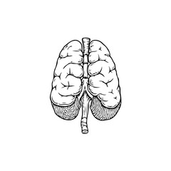 Fototapeta premium Detailed anatomical illustration showcasing human lungs with intricate artistic line work and