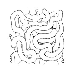 Detailed illustration of intestines, exploring digestive system intricacies and emphasizing health