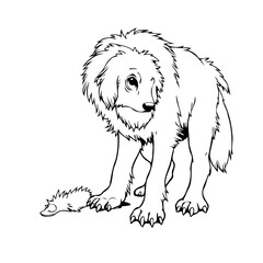 Detailed line art drawing of a fluffy dog with curious gaze creating a charming illustration