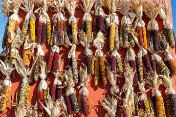 Multicolored Indian corn hanging on rustic wooden wall during autumn harvest