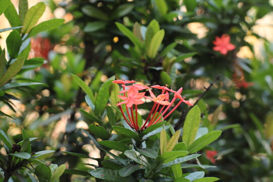 Natural Picture