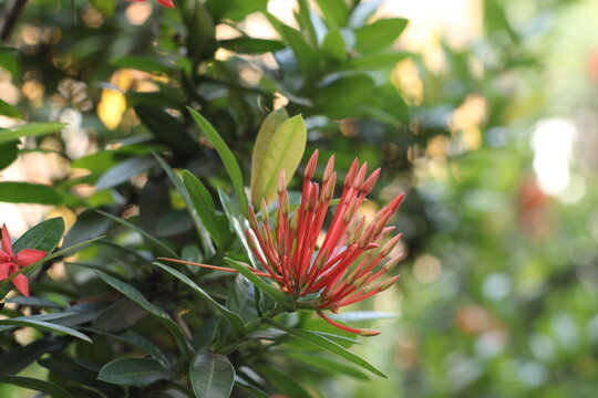 Natural Picture