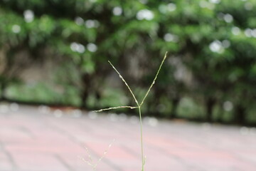 Nature photographs scowcasing coloful flowers, fresh green leaves and natural beauty