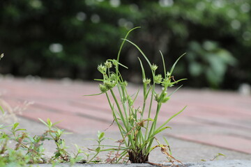Nature photographs scowcasing coloful flowers, fresh green leaves and natural beauty