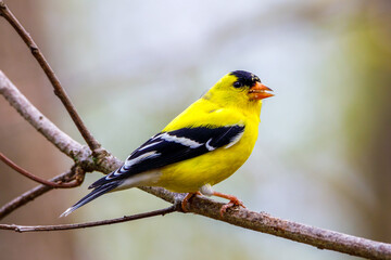 great tit on a branch