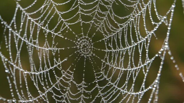 Shimmering spiderweb covered in tiny water beads, gently swaying in a soft breeze with a shallow depth of field wonder, insect world, background