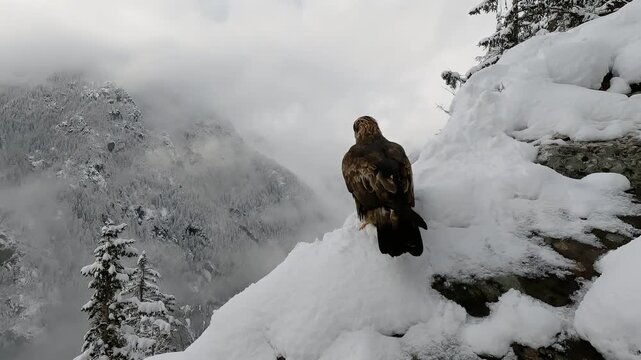 Golden Eagle Observing from a Snowy Perch in the Alpseagle on rock, eagle resting, eagle in the snow, ea