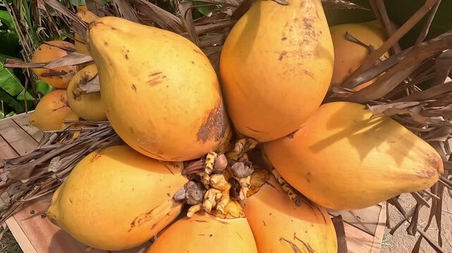 Arman qizlari yalangoch