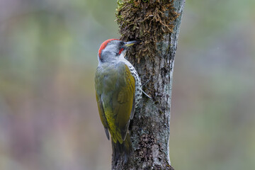 巣作り中のアオゲラ