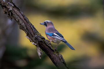 木に止まるカケス