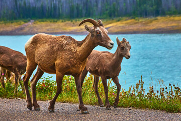 Obraz premium Rocky Mountain Bighorn Sheep Wildlife by Medicine Lake in Jasper Canada
