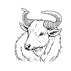 Minimalist artistic animal artwork: A detailed black and white line drawing of a horned bovine head