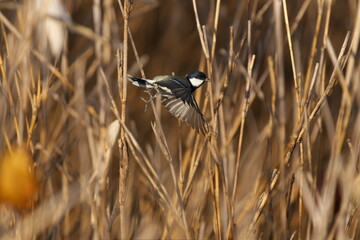 飛んだシジュウカラ