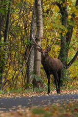 立派な角のエゾシカ