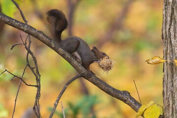 木の皮を咥えたエゾリス