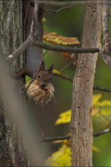 木の皮を咥えたエゾリス