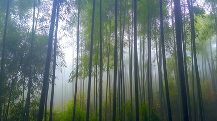 Fototapeta premium A bamboo forest with tall, slender green stalks rising vertically, captured in early morning mist 