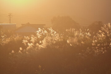 夕日に映えるススキ