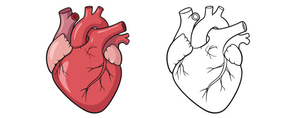 Detailed diagram showing an anatomical human heart in red and pink colors next to a black and white outline for education