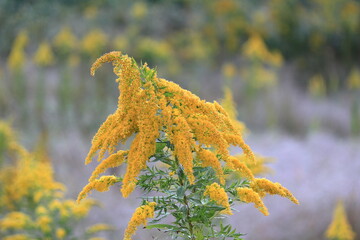 セイタカアワダチソウ、ゾウさんが乗っている。