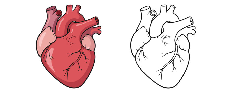 Detailed diagram showing an anatomical human heart in red and pink colors next to a black and white outline for education