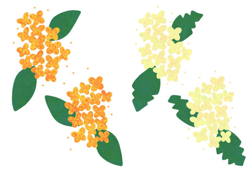osmanthus and silver osmanthus