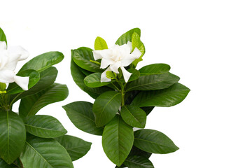 White gardenia flower with glossy green leaves