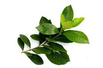 Glossy green leaves of gardenia flower