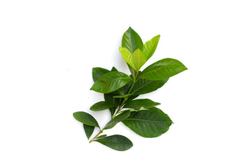 Glossy green leaves of gardenia flower