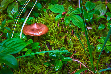 Forest Floor Mushroom and Moss Close Up with Lush Green Leaves