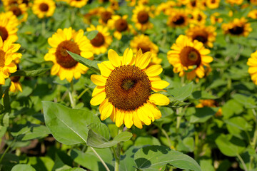 Obraz premium Blooming sunflower fields. Beautiful yellow flower