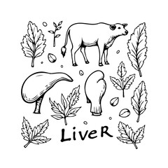Whimsical Illustration of a Cow Alongside Liver and Decorative Foliage with Rustic Charm and