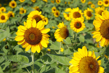 Blooming sunflower fields. Beautiful yellow flower