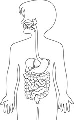 Digestive System line vector illustration isolated on white background