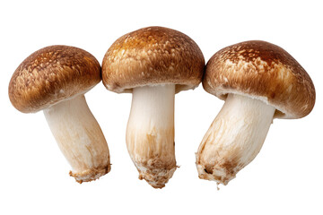 Three brown mushrooms with white stems on black background image, Isolated On Transparent Background, Png Cut Out