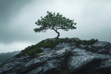 Solitary Pine Tree on Rocky Hill with Green Moss Against Overcast Sky Scenery