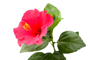 Bright red hibiscus flower in full bloom with fresh green leaves.