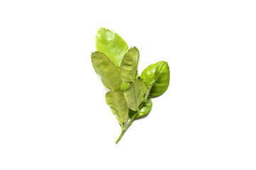Kaffir lime leaves on white background.