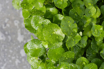 Green leaves of centella asiatica with rain drop (Gotu Kola) Fresh herb plant