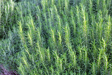 Rosemary plant, Fresh herb in the garden