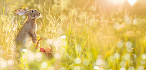 Easter bunny with a basket of eggs. Happy Easter Bunny on a card on their hind legs with flowers at sunset. Cute hare