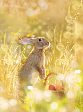 Easter bunny with a basket of eggs. Happy Easter Bunny on a card on their hind legs with flowers at sunset. Cute hare