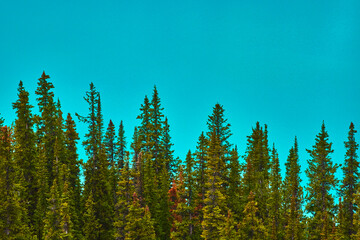 Evergreen Pine Trees Against Clear Blue Sky in Lush Canadian Forest