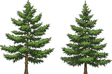 Evergreen conifer trees illustration with dense green foliage, pine forest landscape design, natural woodland concept, botanical vector artwork for seasonal nature